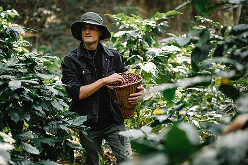 A man farming coffee at altitude, this sits on the bean merchant blog explaining how altitude affects coffee flavours